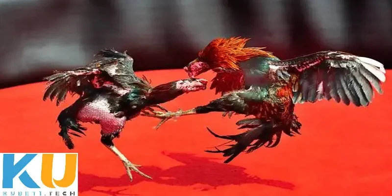 Hướng dẫn cách chơi đá gà trên mạng uy tín Kubet